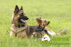 犬的行为的生理基础