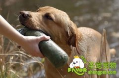 犬的调教和注意事项