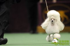 犬姿训练 狗狗参赛必修课