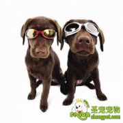 训练狗狗认识常见的生活用品