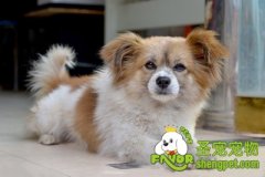 如何让狗狗的毛发更有光泽