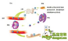 维生素D让猫咪的骨骼更强壮