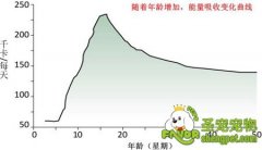 幼猫在成长时对能量的需求