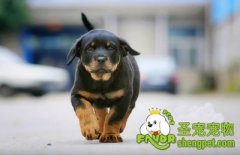 罗威纳轻松减肥的方法