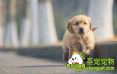 金毛犬耳朵护理方法