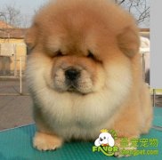 松狮犬的美容方法