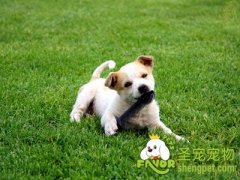 蛋白质对狗狗的作用