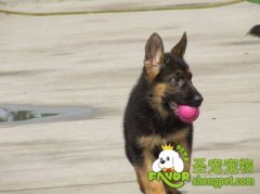 德牧的性格是怎样的