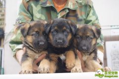 德牧幼犬的喂养和技巧