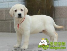 拉布拉多肛门的清洁