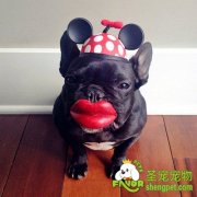 斗牛犬的交配期