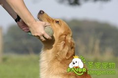 对狗狗有害危险的食物有哪些