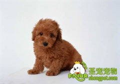 钙和磷对宠物的影响