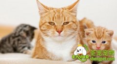 当猫咪进入老年后该如何补充营养