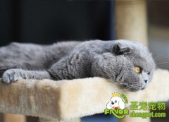 哪些营养元素可以让猫咪的皮毛变的有光泽