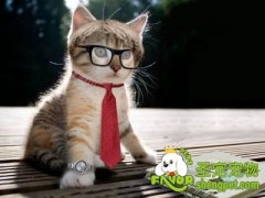 哪些营养元素可以促进猫咪骨骼的健康