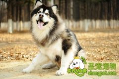 护理阿拉斯加雪橇犬耳朵的方法