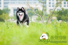 夏季怎样护理阿拉斯加雪橇犬