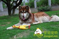 阿拉斯加雪橇犬眼睛护理方法