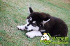 阿拉斯加雪橇犬美容步骤