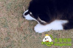 阿拉斯加雪橇犬美毛的方法