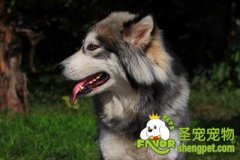 四步轻松解决阿拉斯加雪橇犬剪指甲问题