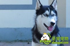 哈士奇梳毛的方法及步骤