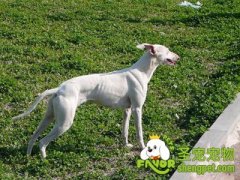 惠比特犬美容方法