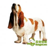 训练狗狗不乱叫的几种方法