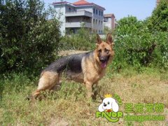 犬的追踪训练第四阶段