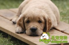 适当掌握训犬中的机械刺激