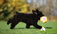 训练狗狗十不要，十要原则