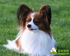 狗狗注意力不集中怎么办