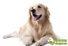 让宠物犬帮助主人拿报纸