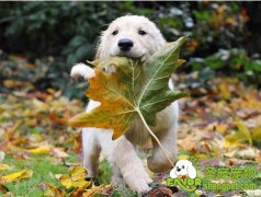 狗狗什么时候做绝育好