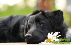 狗狗假孕的原因及现象