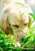 狗狗为什么会吃草