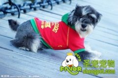 冬季雪纳瑞犬如何照料