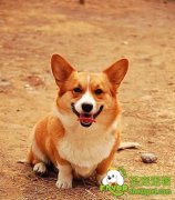 如何教狗狗上厕所