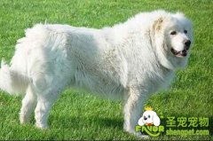 饲养大白熊犬的注意事项