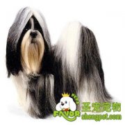 西施犬有哪些美容要点