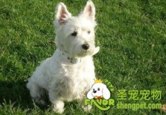 选购西高地白梗要注意8点