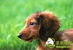 腊肠犬容易患上哪些疾病