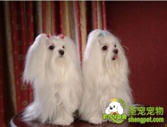 马尔济斯犬生病的护理知识