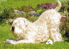 如何给爱尔兰梗犬洗澡