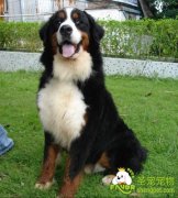 对伯恩山犬的基本美容