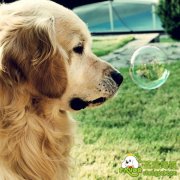 夏季降温带狗狗遛弯小技巧