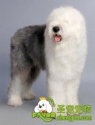 古牧犬的生长繁殖