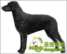 卷毛寻回犬对居住环境的要求