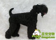 凯利蓝梗饮食的注意事项